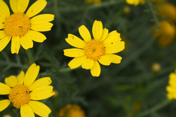 Obraz premium Bright Yellow Crown Daisy, Close-up of a Bright yellow crown daisy flower, blooming in nature, Close-up shot of beautiful yellow Crown Daisy flower (Chrysanthemum coronarium), Crown Daisy,