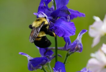 Closeup of a fuzzy bumblebee sips nectar from a vibrant purple flower.