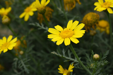Bright Yellow Crown Daisy, Close-up of a Bright yellow crown daisy flower, blooming in nature,...