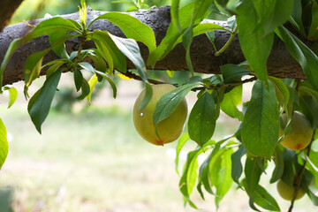 Fresh young unripe Peach fruits on a tree branch with leaves closeup, A bunch of unripe Peaches on...