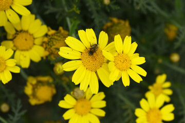 Bright Yellow Crown Daisy, Close-up of a Bright yellow crown daisy flower, blooming in nature,...
