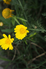 Bright Yellow Crown Daisy, Close-up of a Bright yellow crown daisy flower, blooming in nature, Close-up shot of beautiful yellow Crown Daisy flower (Chrysanthemum coronarium), Crown Daisy,