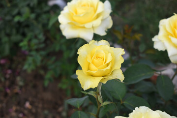 Beautiful yellow rose flower closeup in garden, A very beautiful rose flower bloomed on the rose tree, Rose flower, bloom flowers, Natural spring flower, Nature floral background,