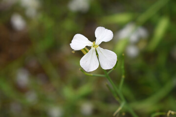 Beautiful white Radish Flower. Radish flower bloom. Closeup radish flower with green leaves in the spring, also known by its common name Virginia stock. Radish flower blooming in nature