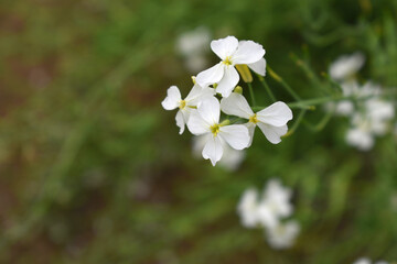 Beautiful white Radish Flower. Radish flower bloom. Closeup radish flower with green leaves in the spring, also known by its common name Virginia stock. Radish flower blooming in nature