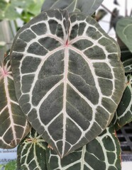Intricate veining patterns and dark green leaf of Anthurium DocBlock Michelle, a rare tropical plant