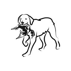 Hunting Dog Line Art Elegant Canine Illustration of a Labrador Retriever Carrying Game Bird