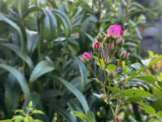 Macro shot of tiny pink rose buds, highlighting their gentle curves and vibrant color before...
