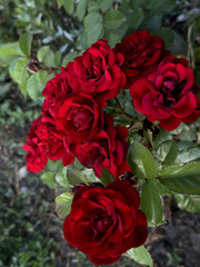 Close-up of a small red rose flower, showcasing its vibrant color, delicate petals, and intricate details against a soft, blurred natural background.