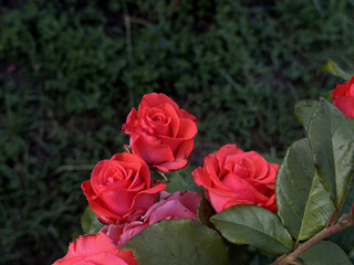 Close-up of blooming coral red roses with lush green leaves, captured in natural daylight against a blurred garden background. Elegant floral composition for romantic or botanical themes.