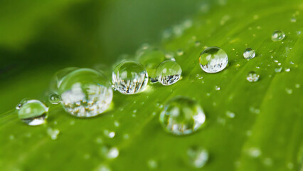 Water Droplets on Leaf Close-Up