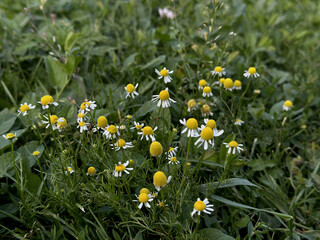Chamomile blossom in focus with soft green grass in the background, capturing the natural beauty...