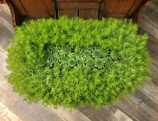 Top view of the variety of green Echeveria and Sedum arranged in a circular planter.