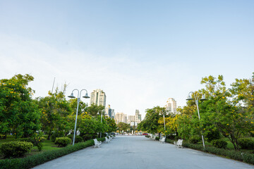 Pathway in green tree city public park sunset light with building