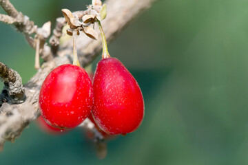 Ripe dogwood fruits on a branch, close-up. Growing stone fruits.