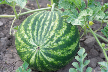 Ripe watermelon fruit on an agricultural field. Cultivation of melon crops.