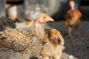 Breeding chickens on a poultry farm. Naked Neck chicken breed