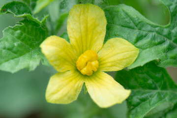 Yellow flower of watermelon fruit on an agricultural plantation. Cultivation of melon crops.