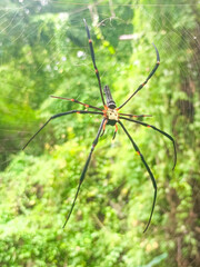 Macro photo of a spider sitting on a web.