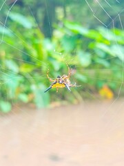 Macro photo of a spider sitting on a web.