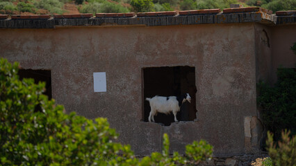 A white goat with horns grazes peacefully on dry grass in a rural setting