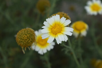 White Yellow Crown Daisy, Close-up of a white and yellow crown daisy flower, blooming in nature,...
