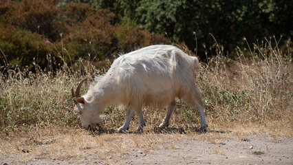 A white goat with horns grazes peacefully on dry grass in a rural setting