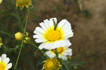 White Yellow Crown Daisy, Close-up of a white and yellow crown daisy flower, blooming in nature,...