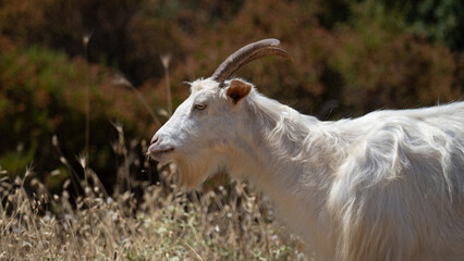 A white goat with horns grazes peacefully on dry grass in a rural setting