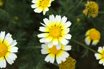White Yellow Crown Daisy, Close-up of a white and yellow crown daisy flower, blooming in nature,...