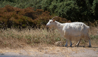 A white goat with horns grazes peacefully on dry grass in a rural setting
