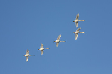 青空をバックに連隊飛行する白鳥