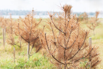 Dead pine seedlings. Dry damaged young pine trees. Forest recovery.