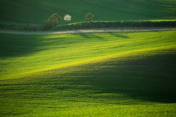 Green Rolling Hills with Trees in Sunlight