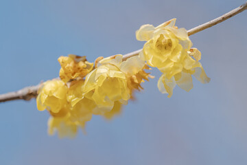 ロウバイの花