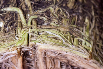 Many roots of the plant are tightly intertwined in the ground. Close-up photo.