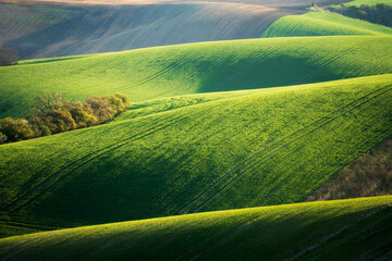 Rolling green hills with trees and crop lines