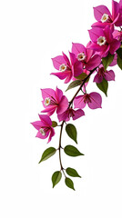 Vibrant pink flowers with green leaves create stunning visual display, showcasing nature beauty and elegance