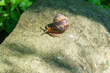 Helix pomatia, Roman snail, Burgundy snail with brown shell slowly moving across textured rock. Big beautiful helix with spiral shell