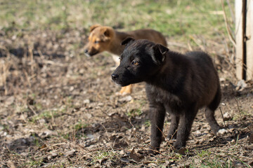 Hungry stray dog ​​puppies. Black and red dog on the street.