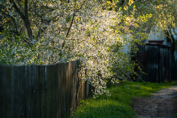 Flowering Tree Beside Wooden Fence