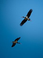 Two Black Storks Flying in Blue Sky