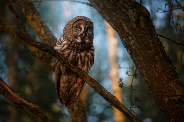 Great Grey Owl on Branch in Forest