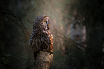 Great Gray Owl on Tree Stump in Forest