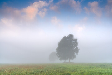 Trees in Foggy Meadow