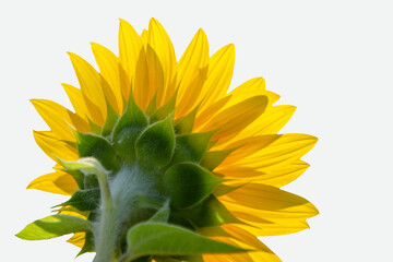 Sunflower isolated on white background. Yellow flower with large petals.