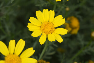 Bright Yellow Crown Daisy, Close-up of a Bright yellow crown daisy flower, blooming in nature,...
