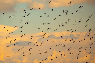 flock of birds