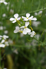 Beautiful white Radish Flower. Radish flower bloom. Closeup radish flower with green leaves in the spring, also known by its common name Virginia stock. Radish flower blooming in nature