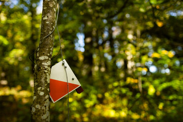 orienteering sign in the wood